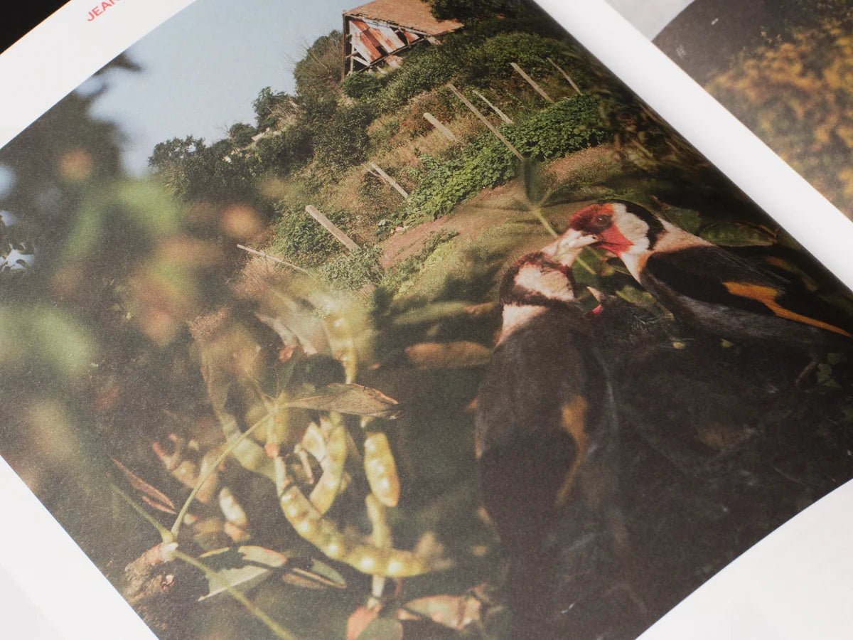 Amateurs - Issue 4